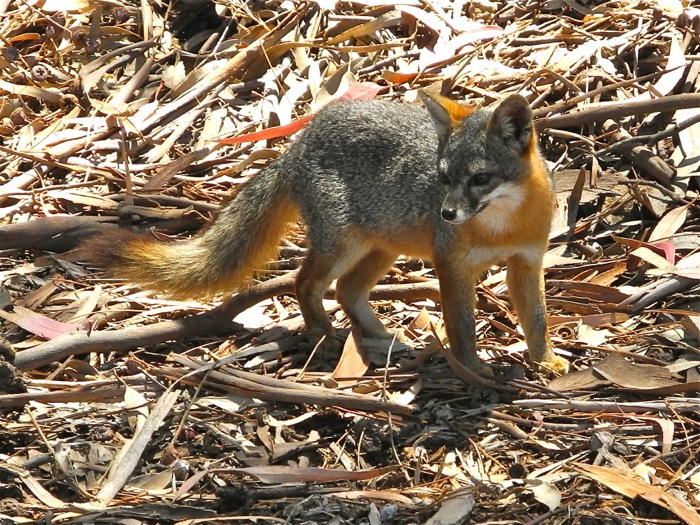 Fox