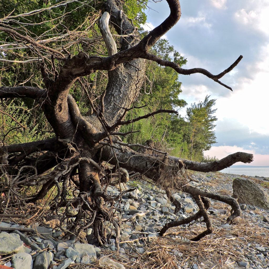 Dancing Tree, photography, 2019